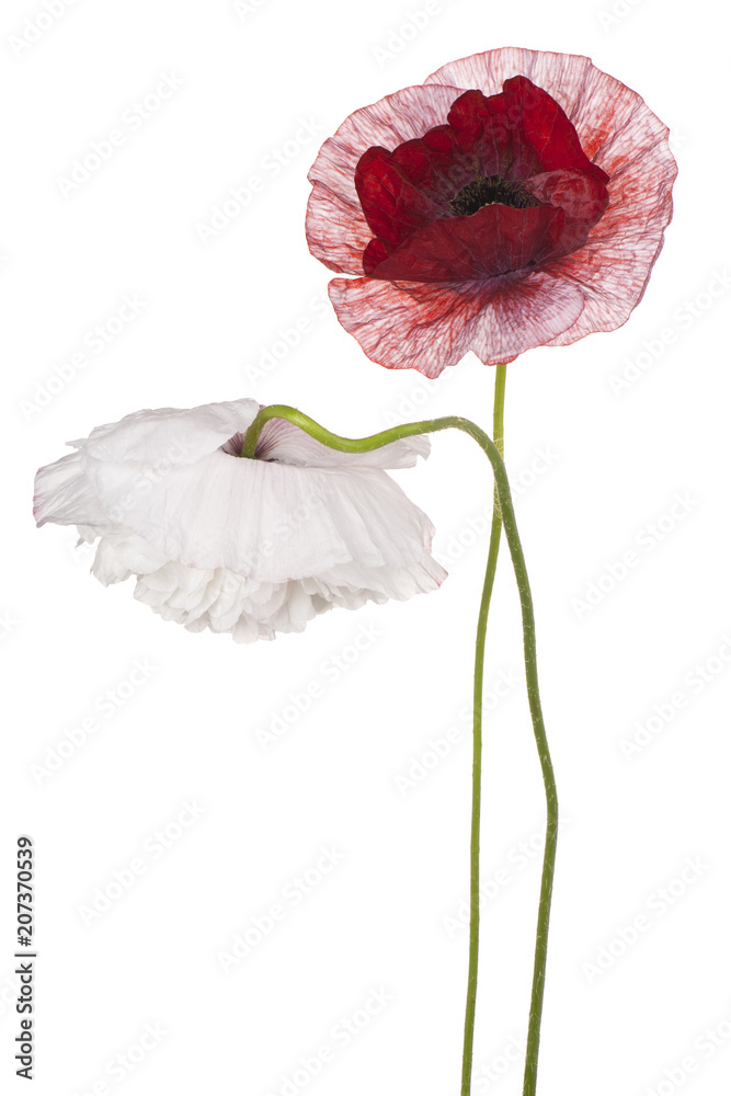 Fototapeta premium poppy flower isolated