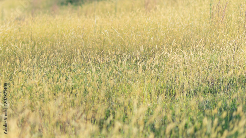 猫じゃらしの草原 © Lienjp
