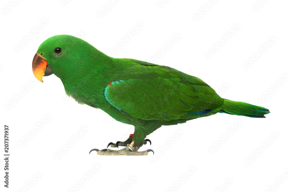 Isolated of Male Eclectus Parrot, age five months