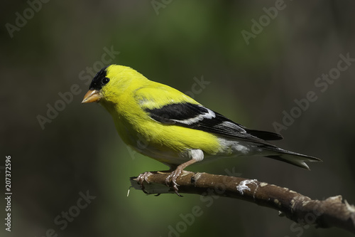 Male American Goldfinch in Breeding Colors