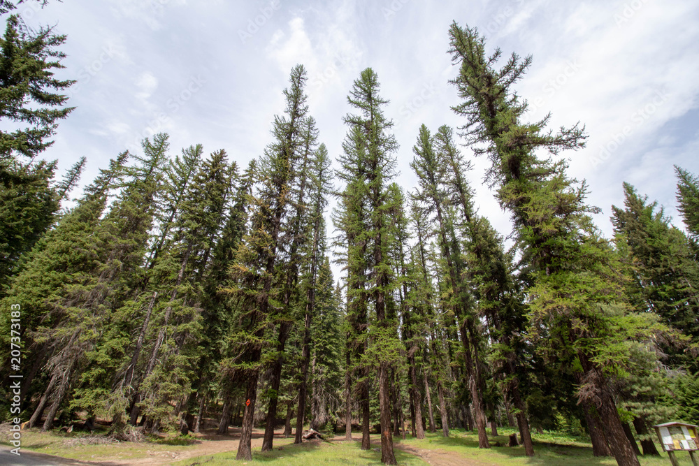 Obraz premium Mt. Rainer Area