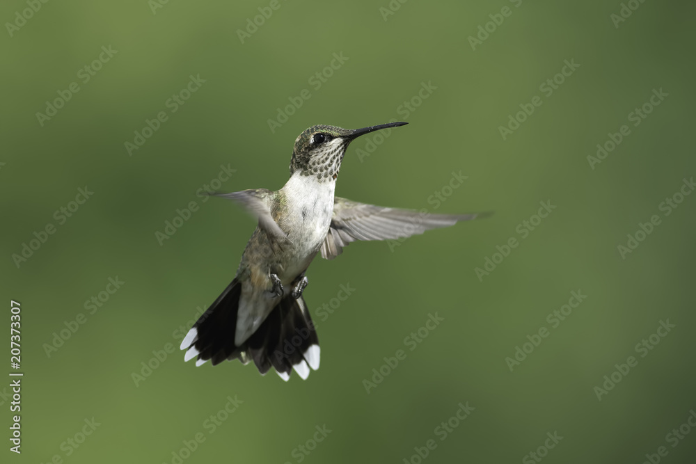 Fototapeta premium Serious