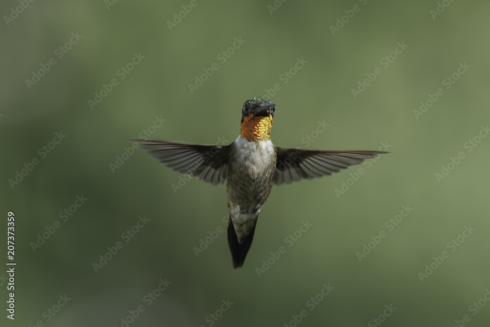 Fototapeta premium Shining Light