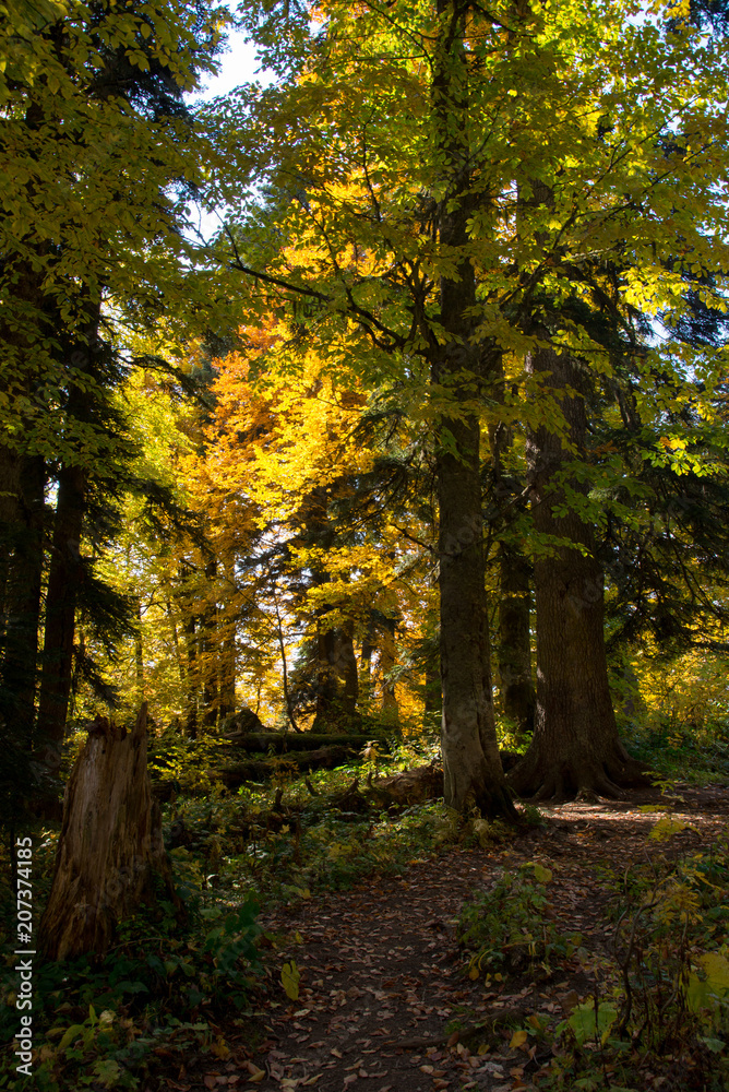 Golden autumn in the mountains of Adygea