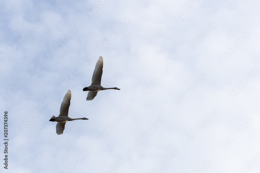 A couple of trumpeter swans flying away from the feeding place A couple of trumpeter swans flying away from the feeding place