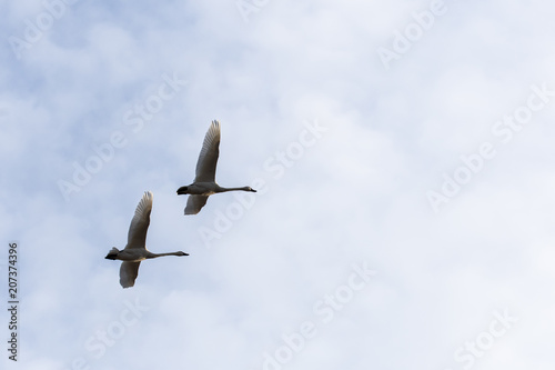 A couple of trumpeter swans flying away from the feeding place