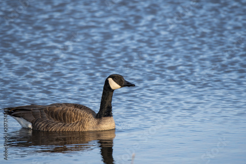 A canadian goose swimming in the waters of Magee marsh wildlife area