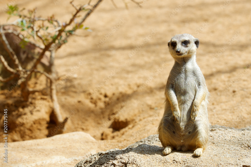 Fototapeta premium Meerkat in a zoo