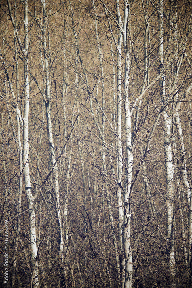 Fototapeta premium Poplar forest view