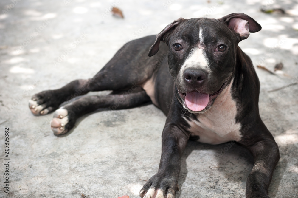 Black Pit bull puppy looking smile funny sitting on concrete background Black Pit bull puppy looking smile funny sitting on concrete background