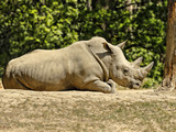 Rhinoceros - Southern White Rhinoceros