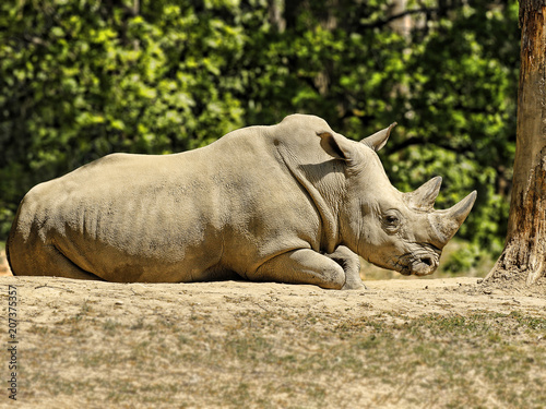 Rhinoceros - Southern White Rhinoceros
