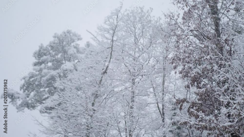 Snowing on treetops in a forest. Slow motion hand held. Snowing on treetops in a forest. Slow motion hand held.