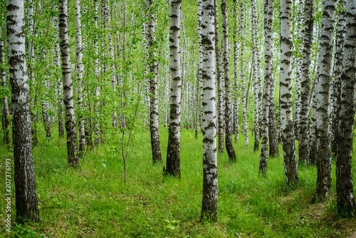 Fototapeta Naklejka Na Ścianę i Meble -  View of birch grove