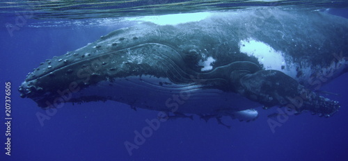 Photo Snorkeling with humpback whales at Vava'u, Tonga