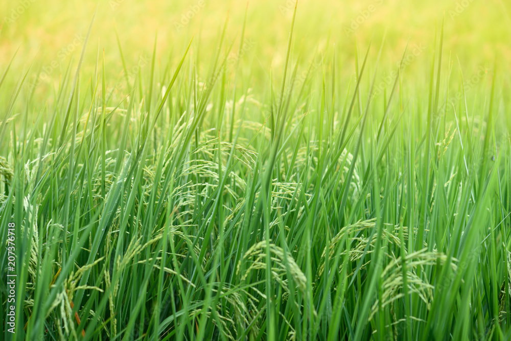 Green rice plant background Green rice plant background