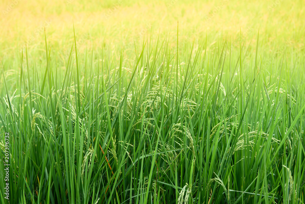 Green rice plant background