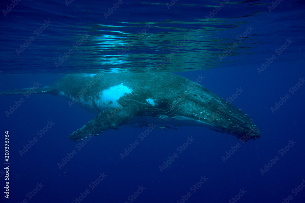 Naklejka premium Snorkeling with humpback whales at Vava'u, Tonga
