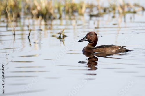 A white eyed ponchard swimming in the waters of bharatpur bird sanctuary photo