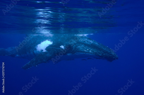 Snorkeling with humpback whales at Vava'u, Tonga