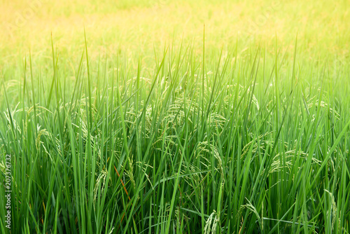 Green rice plant background