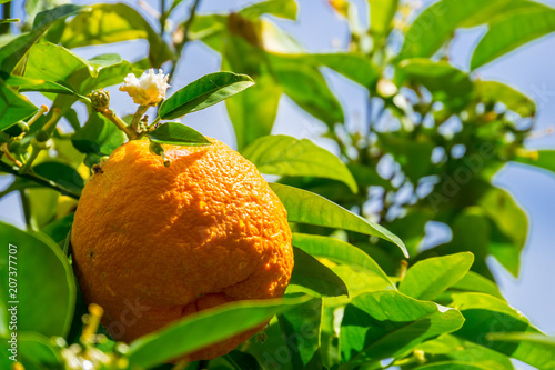 Mallorca, Seasoned grown sweet orange fruit on green orange tree photo