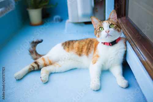 三毛猫、バルコニーにて、calico cat in balcony photo