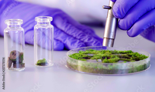 Close up. The scientist's hands taking out samples for microbiological examination from a petri dish. Ecological labarotory. photo