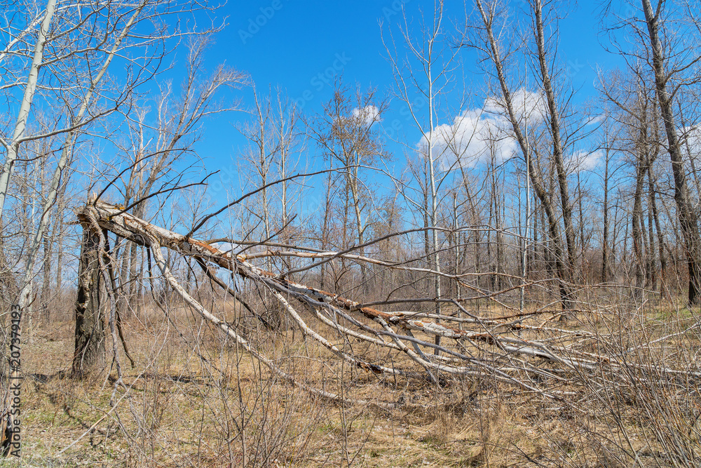 Obraz premium Tree trunk broken by strong wind