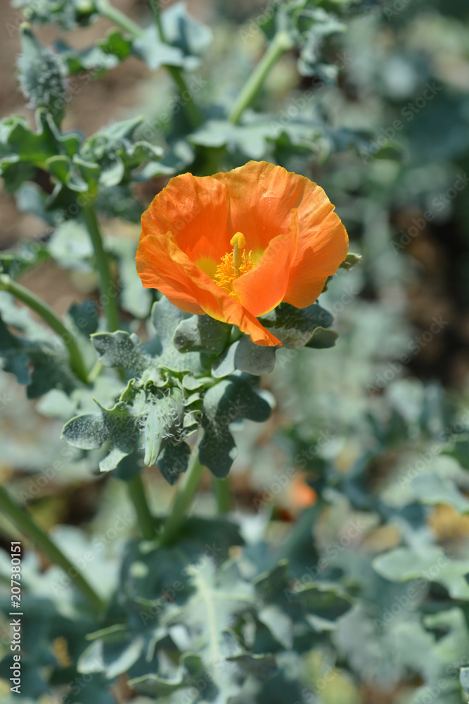 Naklejka premium Horned poppy