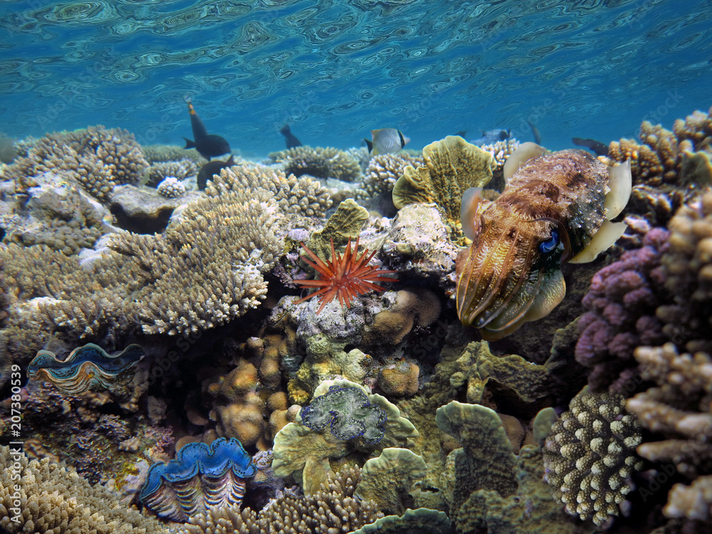 Fototapeta premium Cuttlefish, (Sepia officinalis)