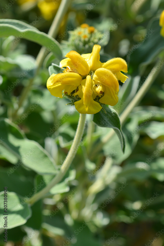 Obraz premium Jerusalem sage