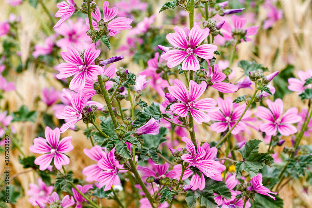 Obraz premium Malva sylvestris. Plantas de malva común con flores. 