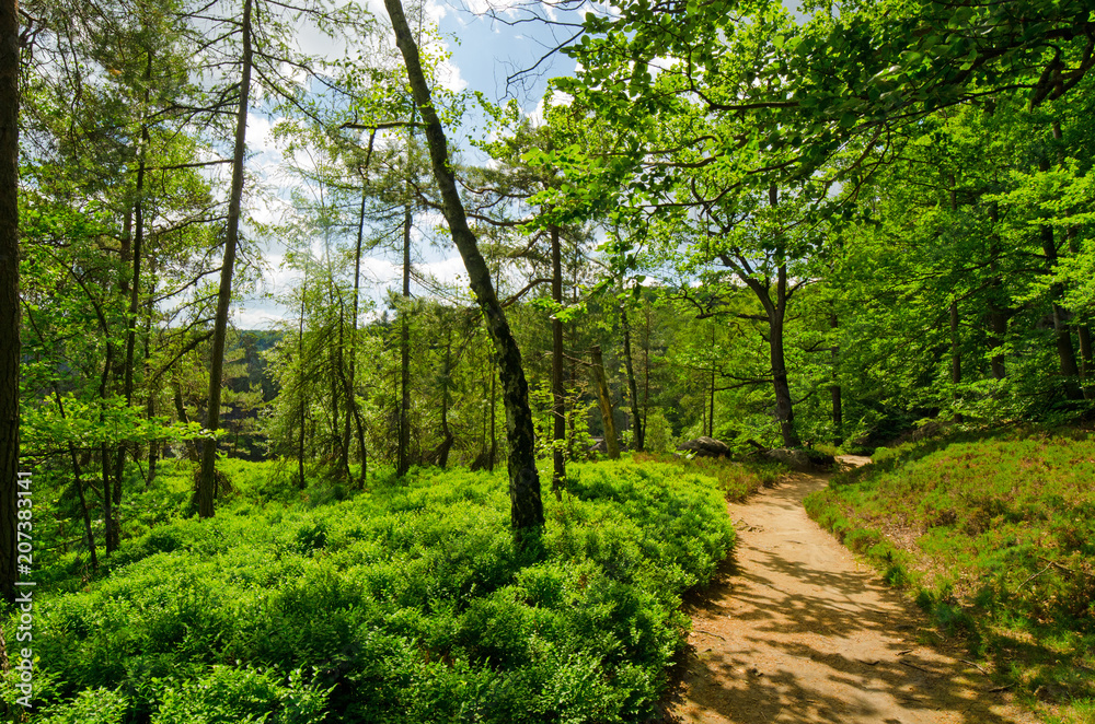 Obraz premium Waldweg im Frühling