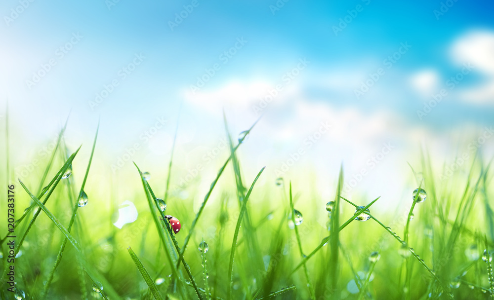 Fresh juicy young grass in droplets of morning dew and a ladybug in summer spring against blue sky on nature macro. Drops of water on the grass, natural wallpaper, soft focus, copy space. - obrazy, fototapety, plakaty 