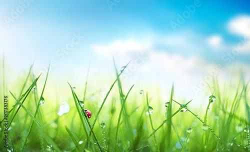 Fresh juicy young grass in droplets of morning dew and a ladybug in summer spring against blue sky on nature macro. Drops of water on the grass, natural wallpaper, soft focus, copy space.