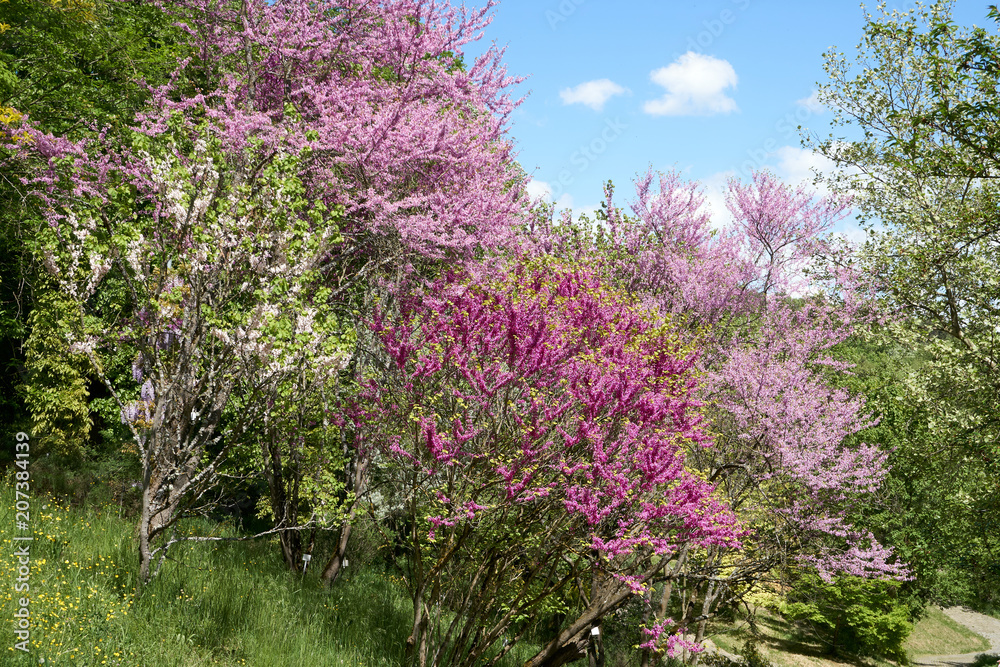 Blooomers on a spring day with nice sun. Mostly pink and violett. Blooomers on a spring day with nice sun. Mostly pink and violett.