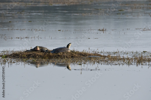 A pair of turtles sun bathing inside ranthambore tiger reserve