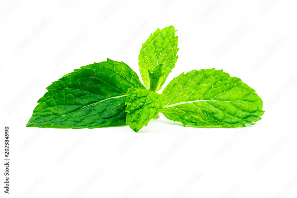 Kitchen mint leaf isolated on white background. Green peppermint natural source of menthol oil. Thai herb for food garnish. Herb for anti-flatulence and make confident fresh breath. Kitchen mint leaf isolated on white background. Green peppermint natural source of menthol oil. Thai herb for food garnish. Herb for anti-flatulence and make confident fresh breath.
