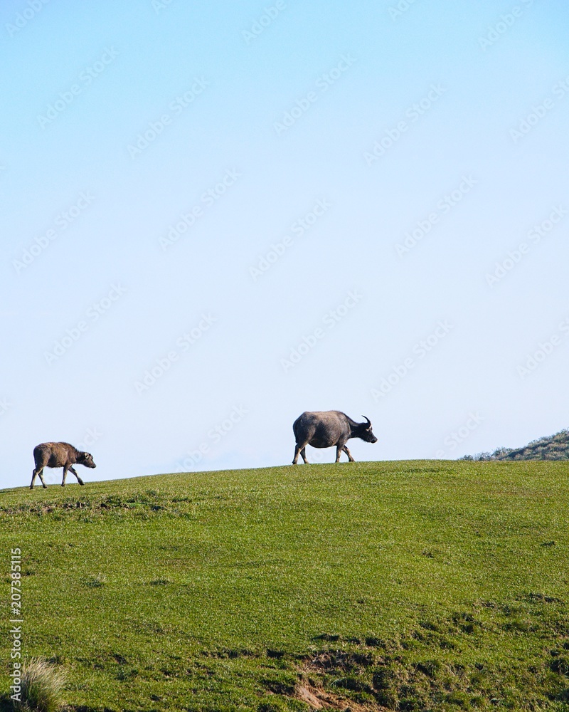 Naklejka premium Cows on the mountain