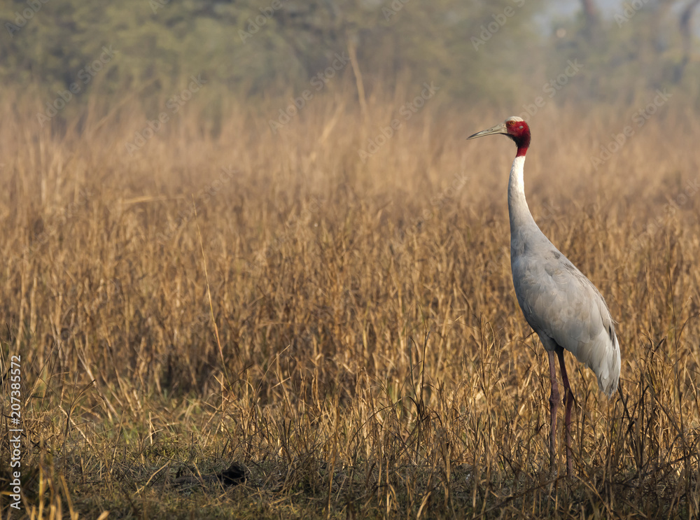 A Sarus crane standing tall close to a grassland inside bharatpur bird sanctuary