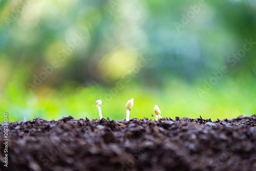 Group of green sprouts growing out from soil . Ecology Concept