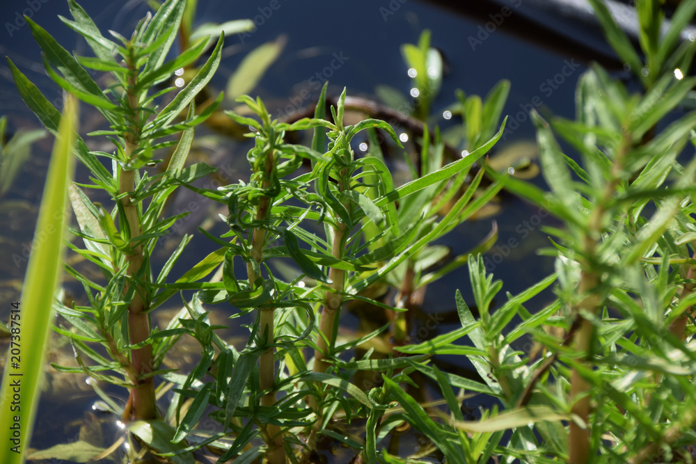 young sprouts of a mentha aquatica also called water mint young sprouts of a mentha aquatica also called water mint