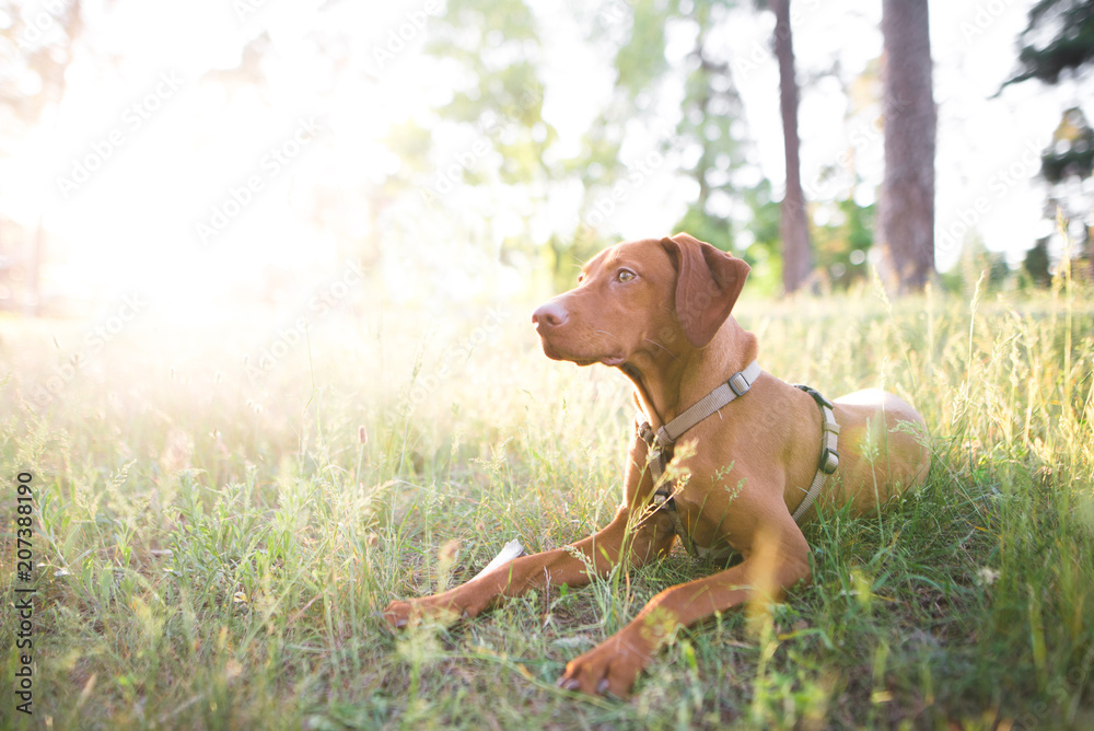Young brown dog lays in the grass in the park and looks to the side. Portrait of a dog that lies in the woods on a grass on a sunny summer day and looks to the side. Magyar vizsla. Copyspace Young brown dog lays in the grass in the park and looks to the side. Portrait of a dog that lies in the woods on a grass on a sunny summer day and looks to the side. Magyar vizsla. Copyspace