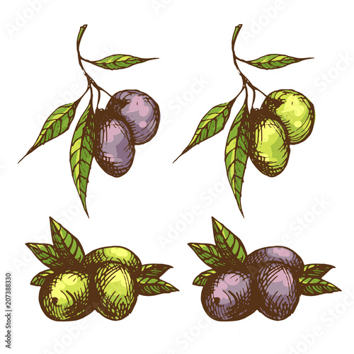 Olive branch vector illustration