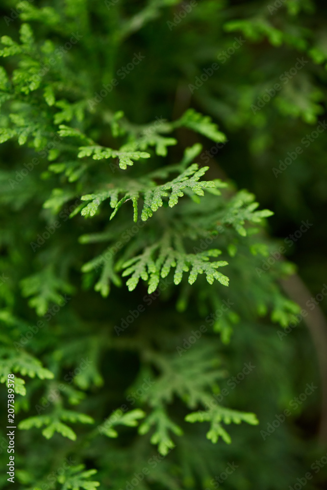 close-up view of beautiful green juniper branches, selective focus close-up view of beautiful green juniper branches, selective focus