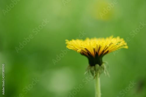close-up view of single yellow blooming dandelion flower, selective focus