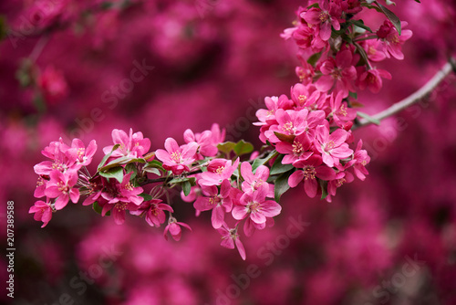 Foto Close-up view of beautiful bright pink almond flowers on branch