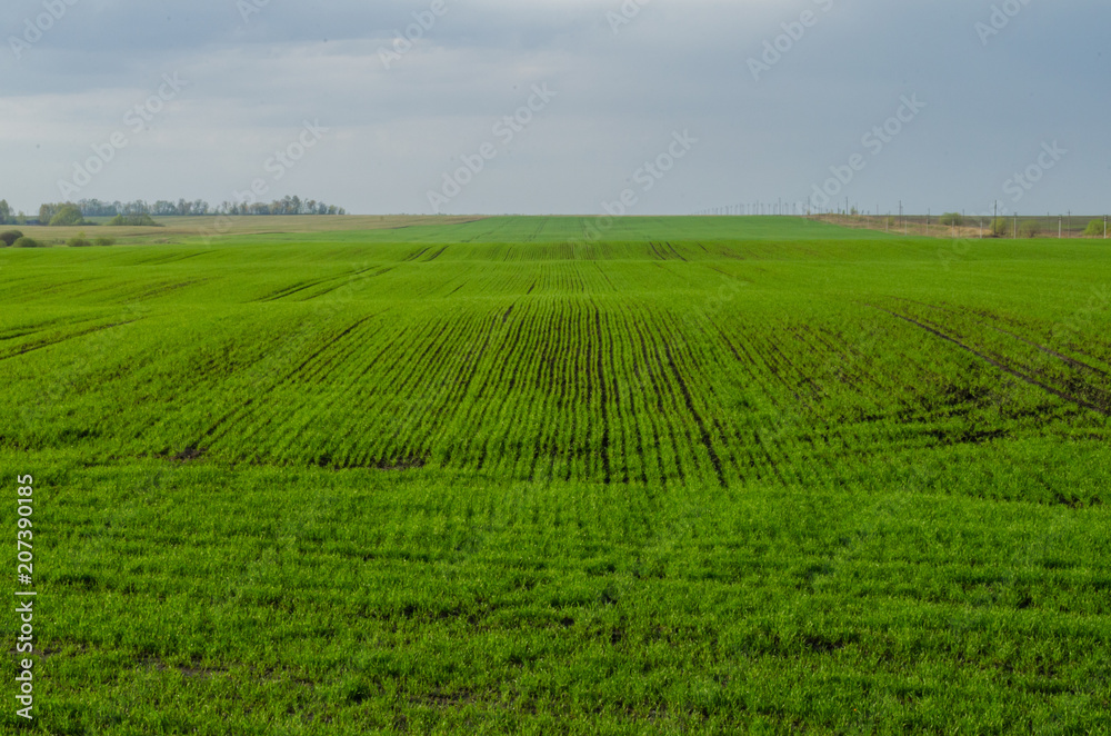 Wheat germinates in spring in the field. Winter plants after winter