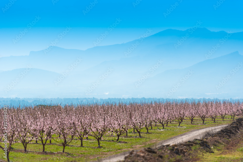 Flowering almond trees against the background of mountains and blue sky. Copy space.